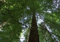 What Trees Can Do – Archangel Ancient Tree Archive