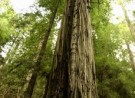 Our Ancient Future – Archangel Ancient Tree Archive