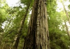 Our Ancient Future – Archangel Ancient Tree Archive