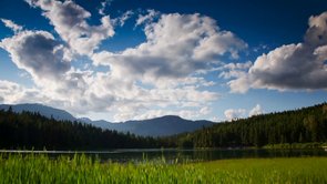 About Archangel Ancient Tree Archive