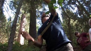 Species Collection - Archangel Ancient Tree Archive