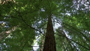 What Trees Can Do - Archangel Ancient Tree Archive