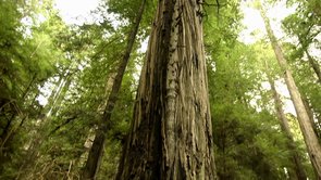 Our Ancient Future - Archangel Ancient Tree Archive