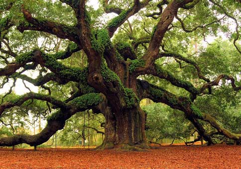 Why Ancient Trees? - Archangel Ancient Tree Archive